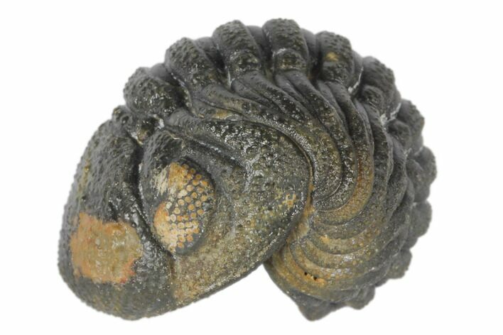 Wide, Bumpy Enrolled Morocops Trilobite #125143